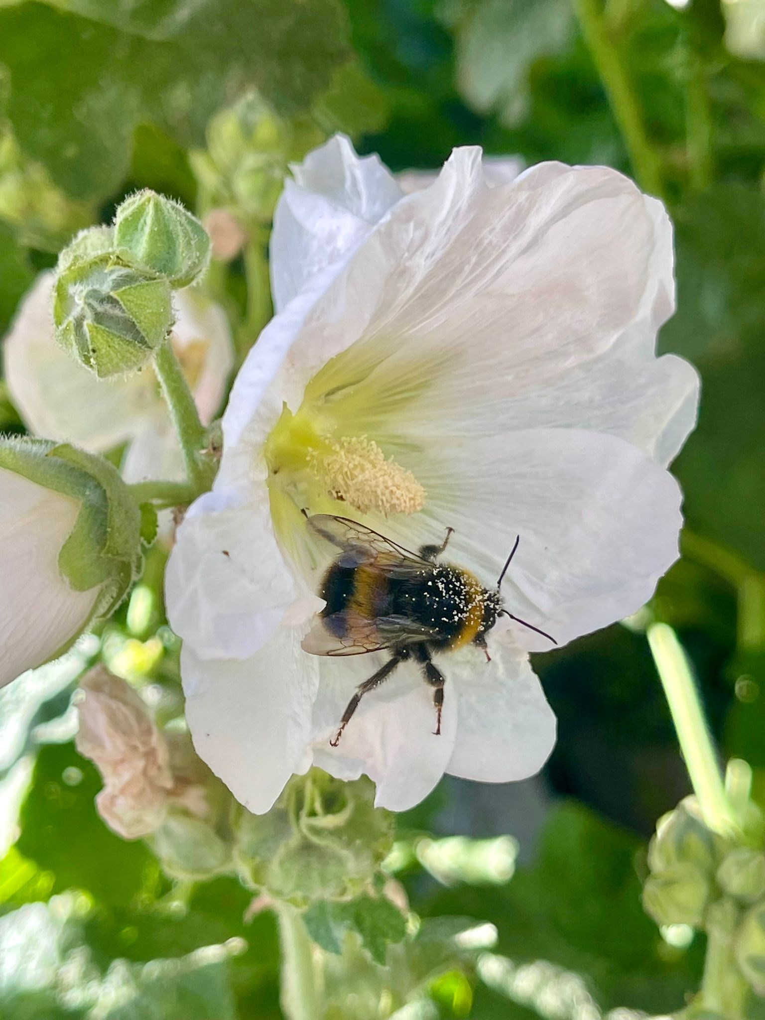 Bee in flower